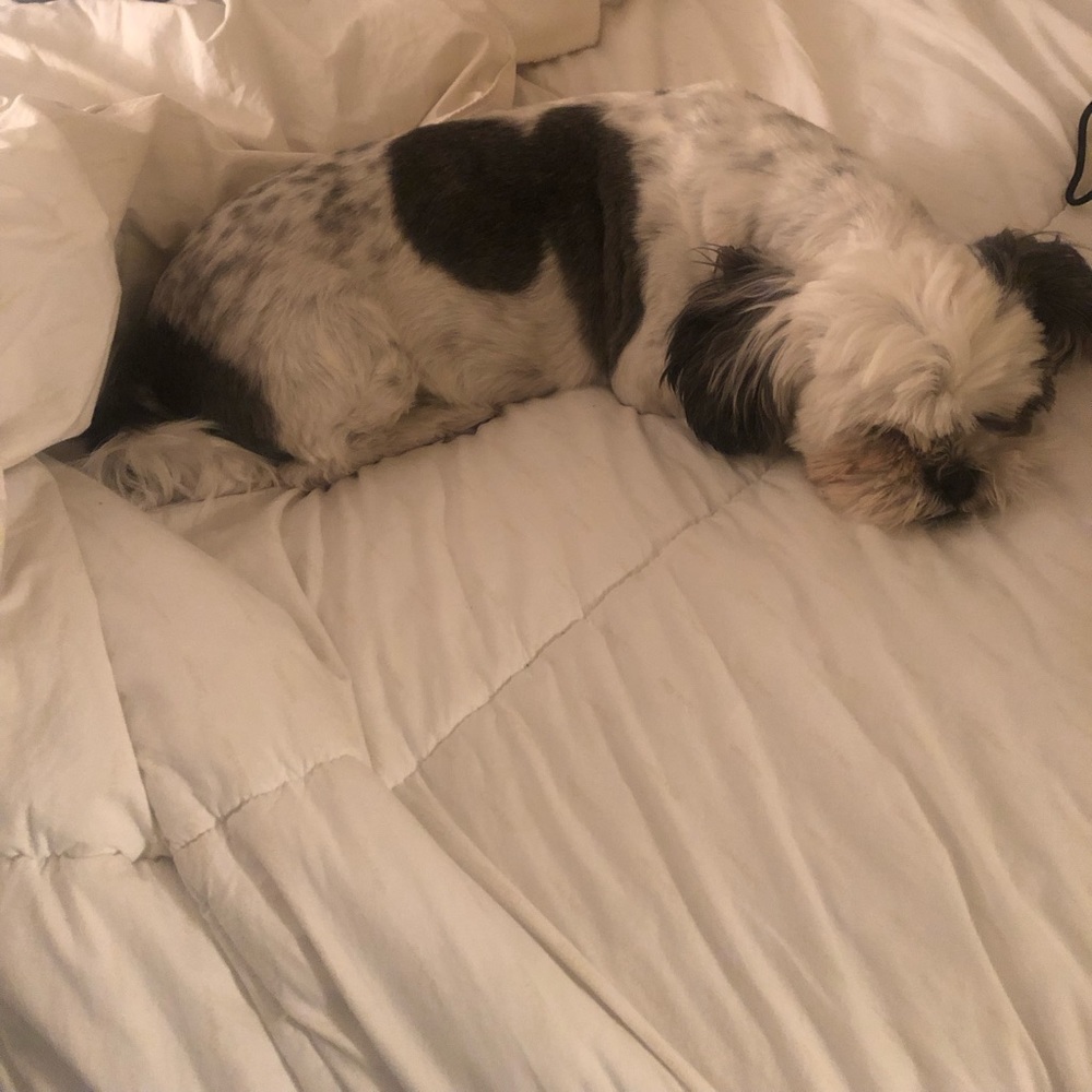 Meet your Posher, Frida